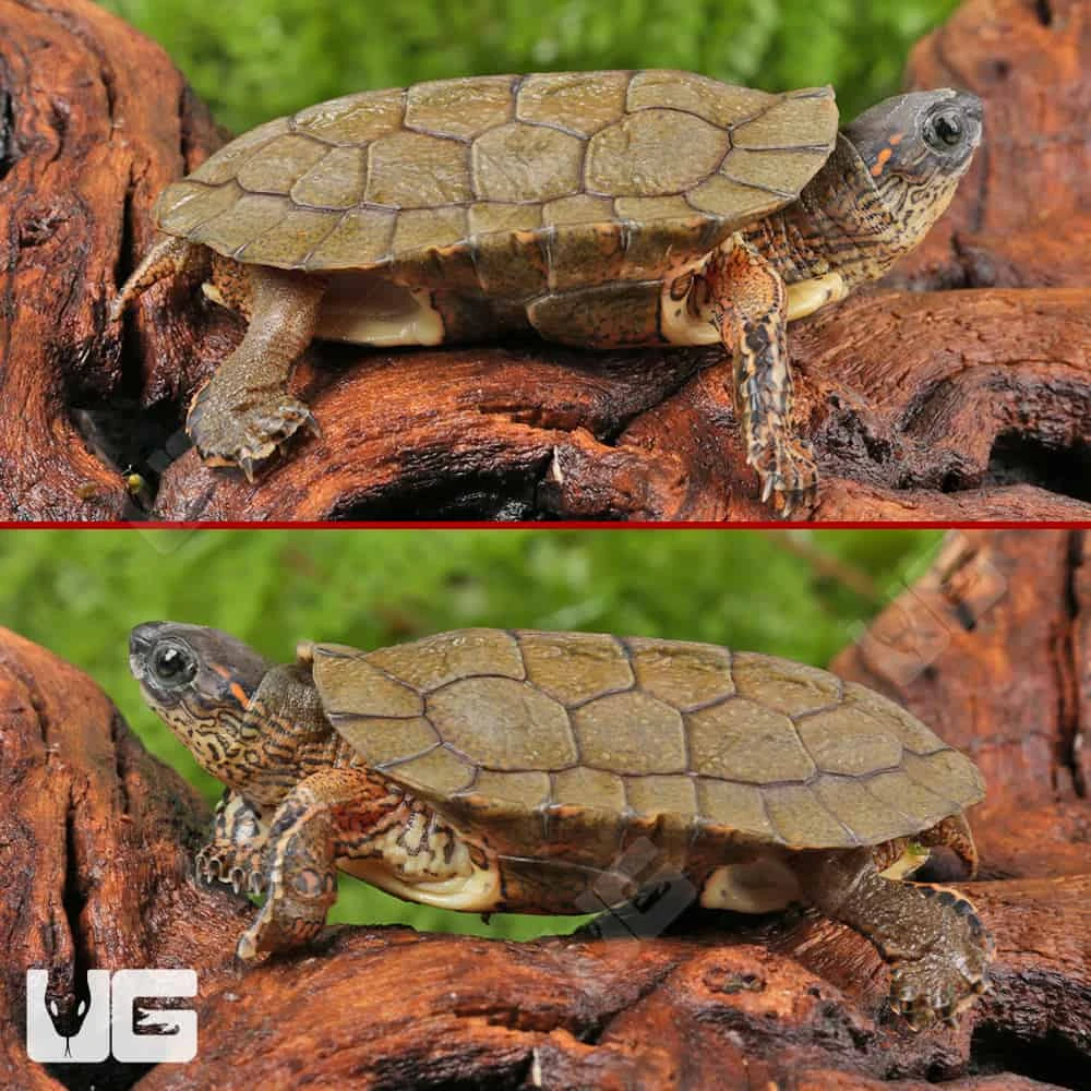 Baby Black Wood Turtle - Image 4