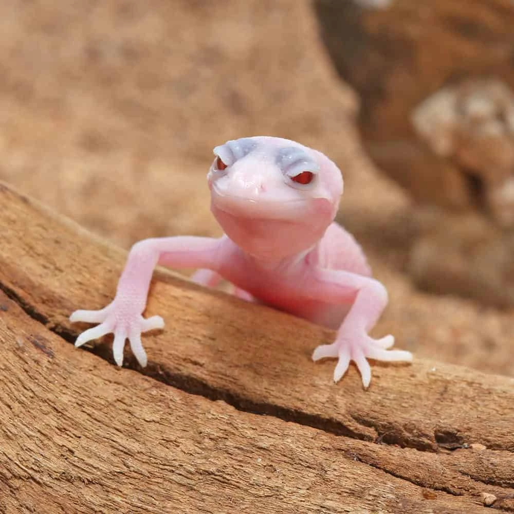Baby Blazing Blizzard Leopard Gecko - Image 2