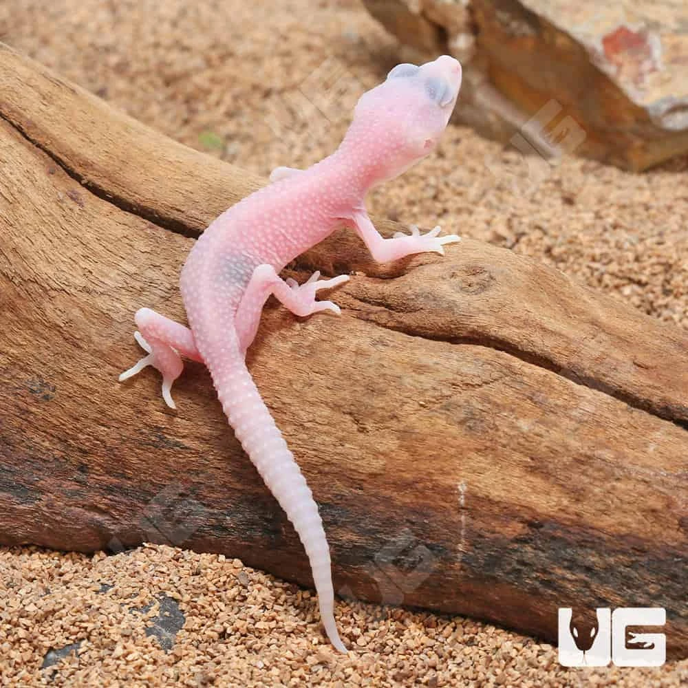 Baby Blazing Blizzard Leopard Gecko - Image 4