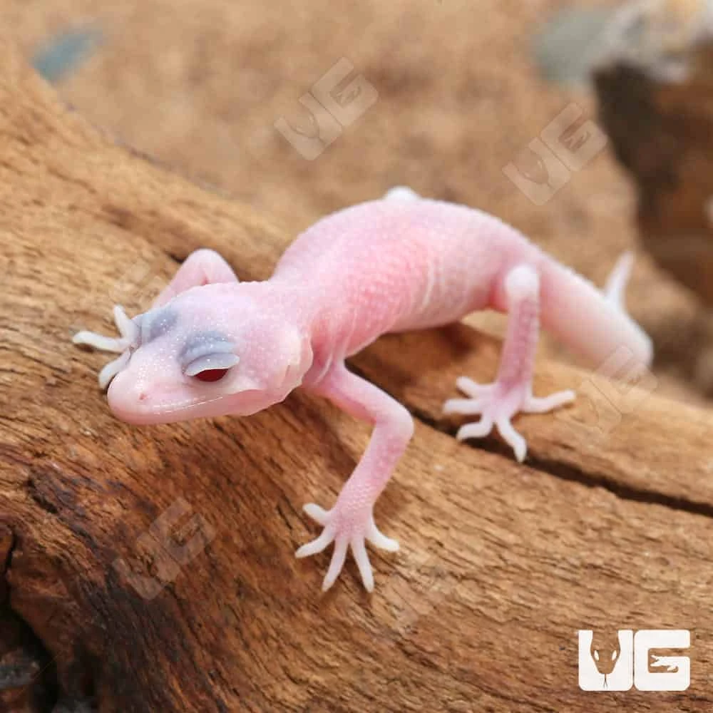 Baby Blazing Blizzard Leopard Gecko - Image 3