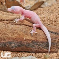 Baby Blazing Blizzard Leopard Gecko