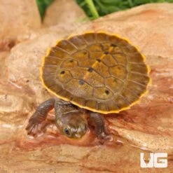 Baby Branderhorst’s Snapping Turtle