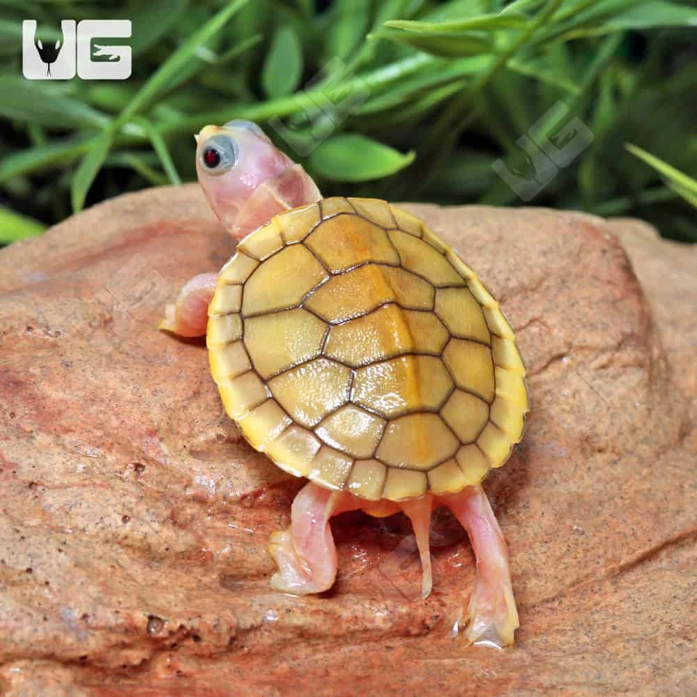 Baby Caramel Pink Red Ear Slider Turtle - Image 2