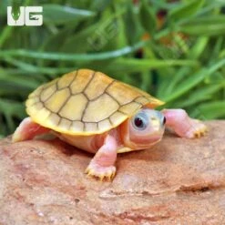 Baby Caramel Pink Red Ear Slider Turtle