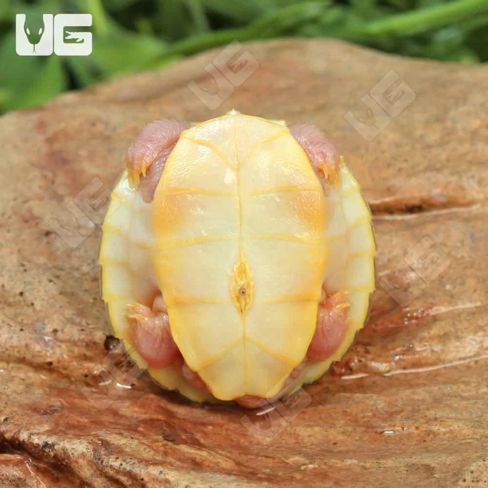 Baby Caramel Pink Red Ear Slider Turtle - Image 4