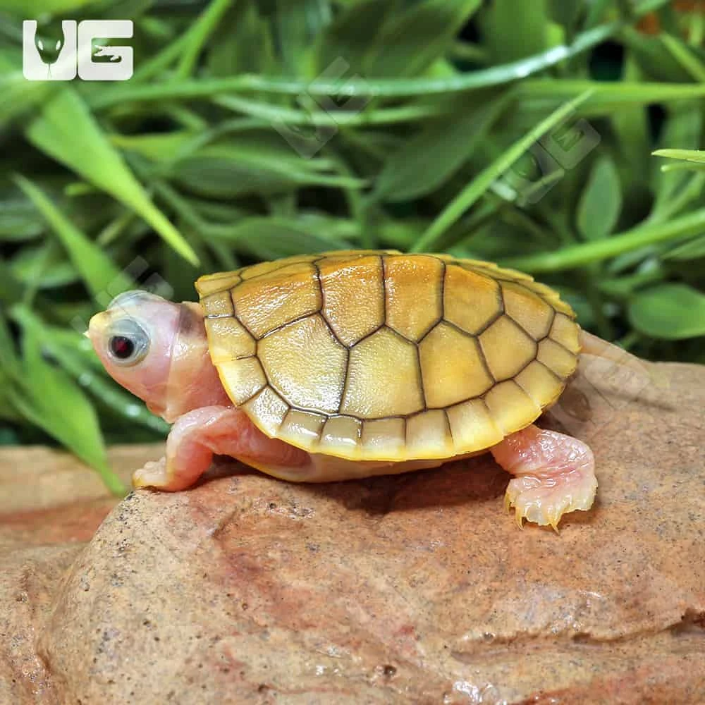 Baby Caramel Pink Red Ear Slider Turtle - Image 3