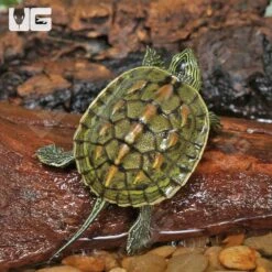 Baby Chinese Golden Thread Turtle