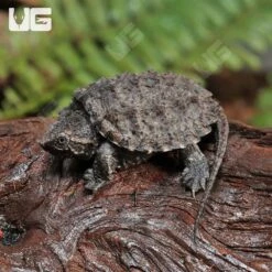 Baby Common Snapping Turtle