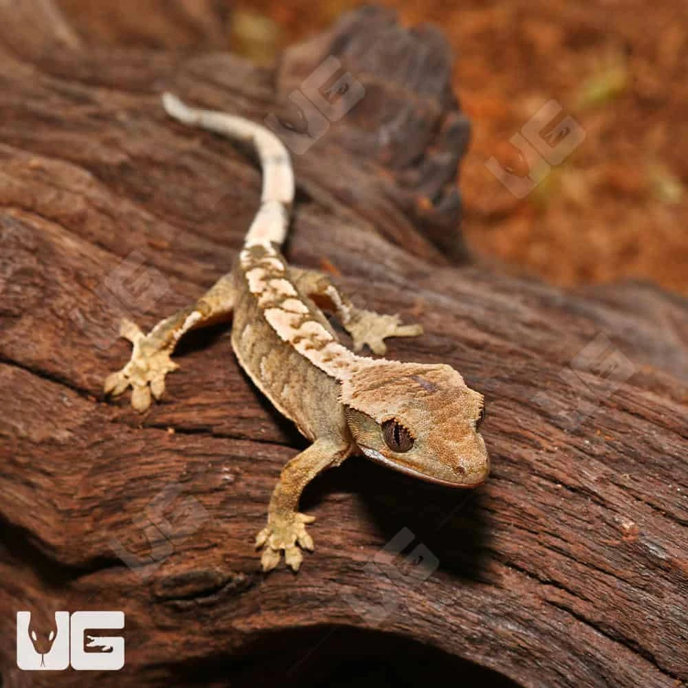 Baby Creamy Extreme Harlequin Crested Gecko #13