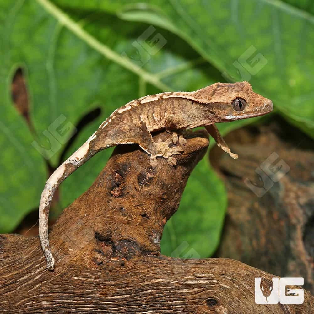 Baby Creamy Extreme Harlequin Crested Gecko #13 - Image 3