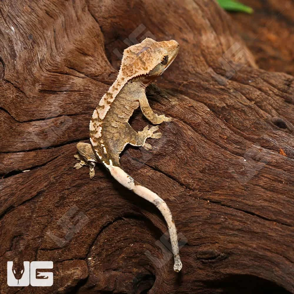 Baby Creamy Extreme Harlequin Crested Gecko #13 - Image 4