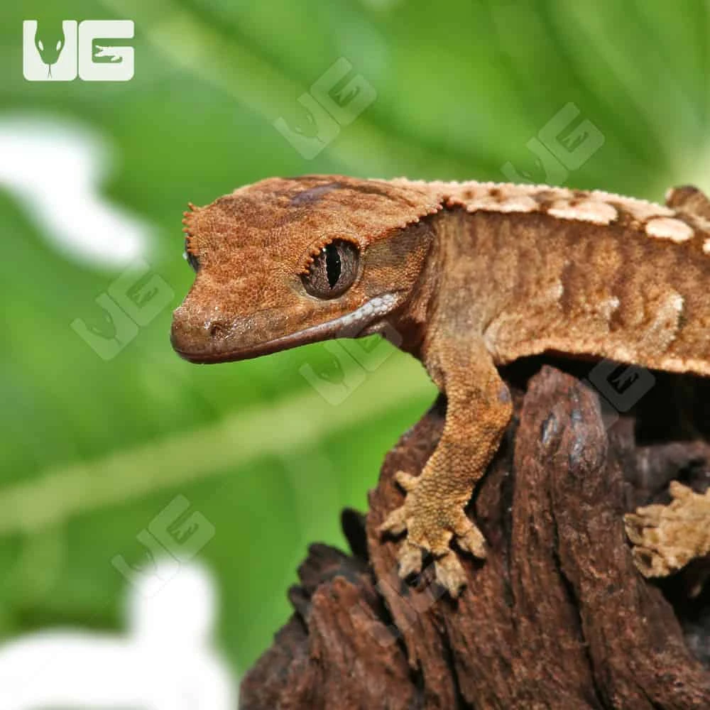 Baby Creamy Extreme Harlequin Crested Gecko #13 - Image 2