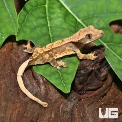 Baby Creamy Extreme Harlequin Crested Gecko #15