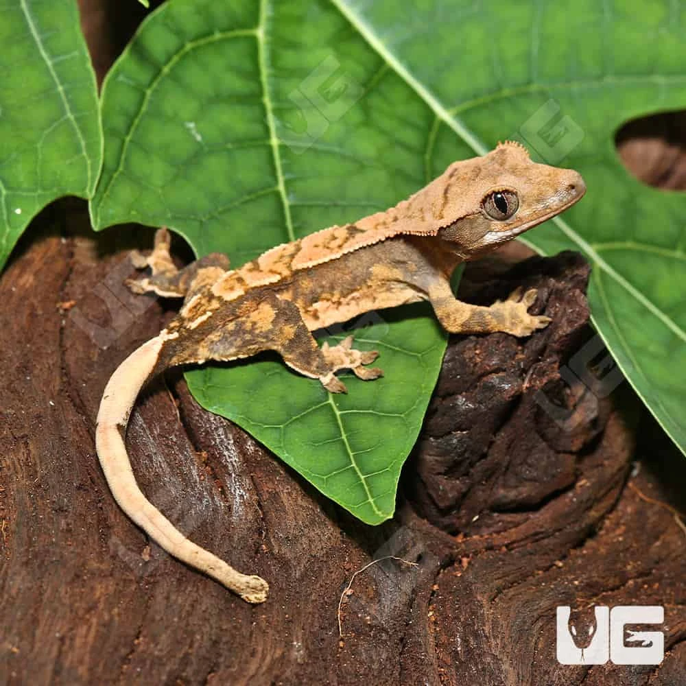 Baby Creamy Extreme Harlequin Crested Gecko #15