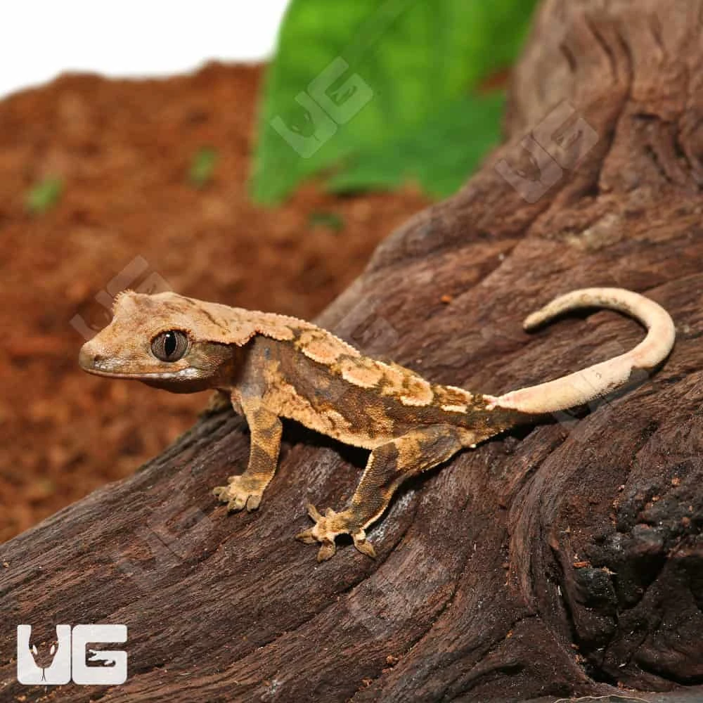 Baby Creamy Extreme Harlequin Crested Gecko #15 - Image 3