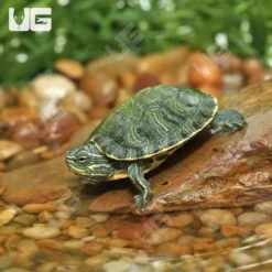 Baby Cumberland Slider Turtle