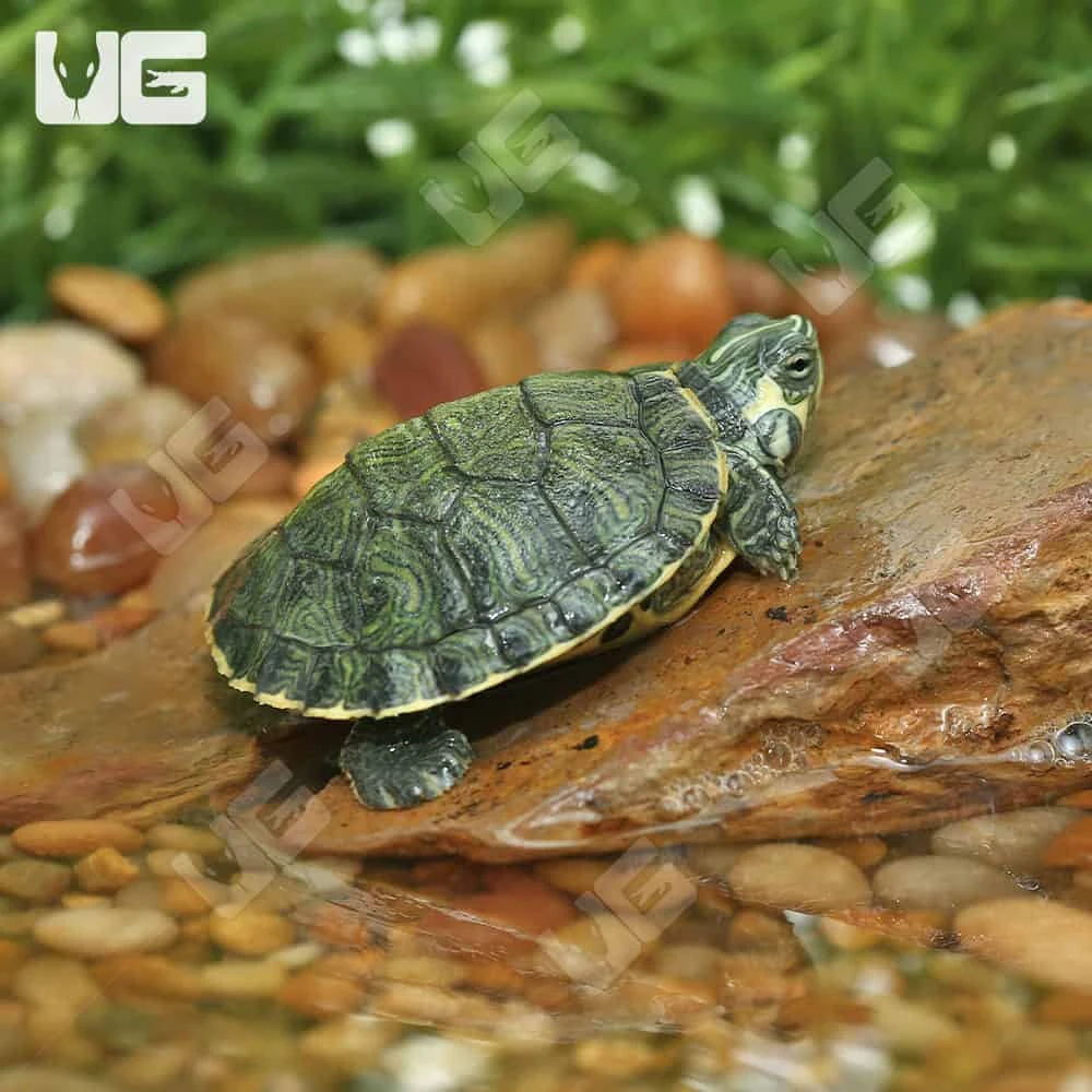 Baby Cumberland Slider Turtle - Image 4