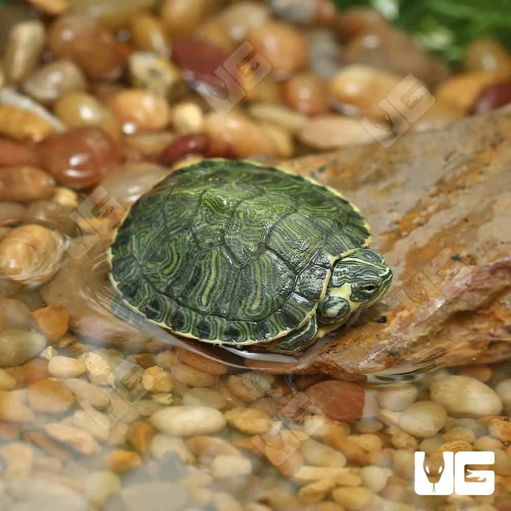 Baby Cumberland Slider Turtle - Image 3