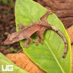 Baby Dalmatian Cappuccino Crested Gecko