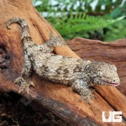 Juvenile Dark Morph Leachianus Gecko