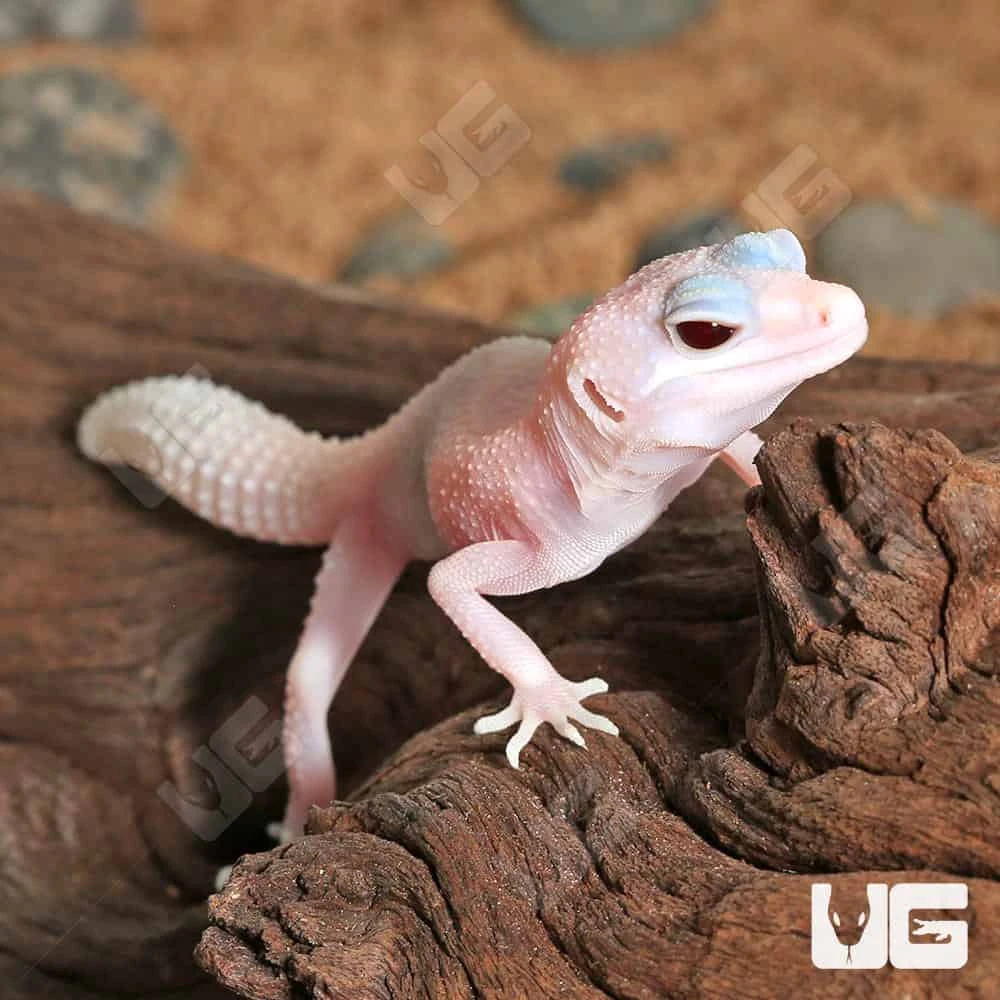 Baby Diablo Blanco Leopard Gecko - Image 3