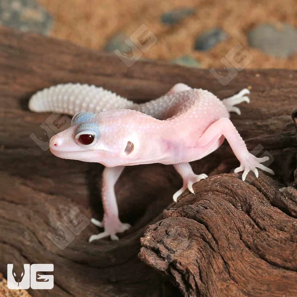 Baby Diablo Blanco Leopard Gecko - Image 2