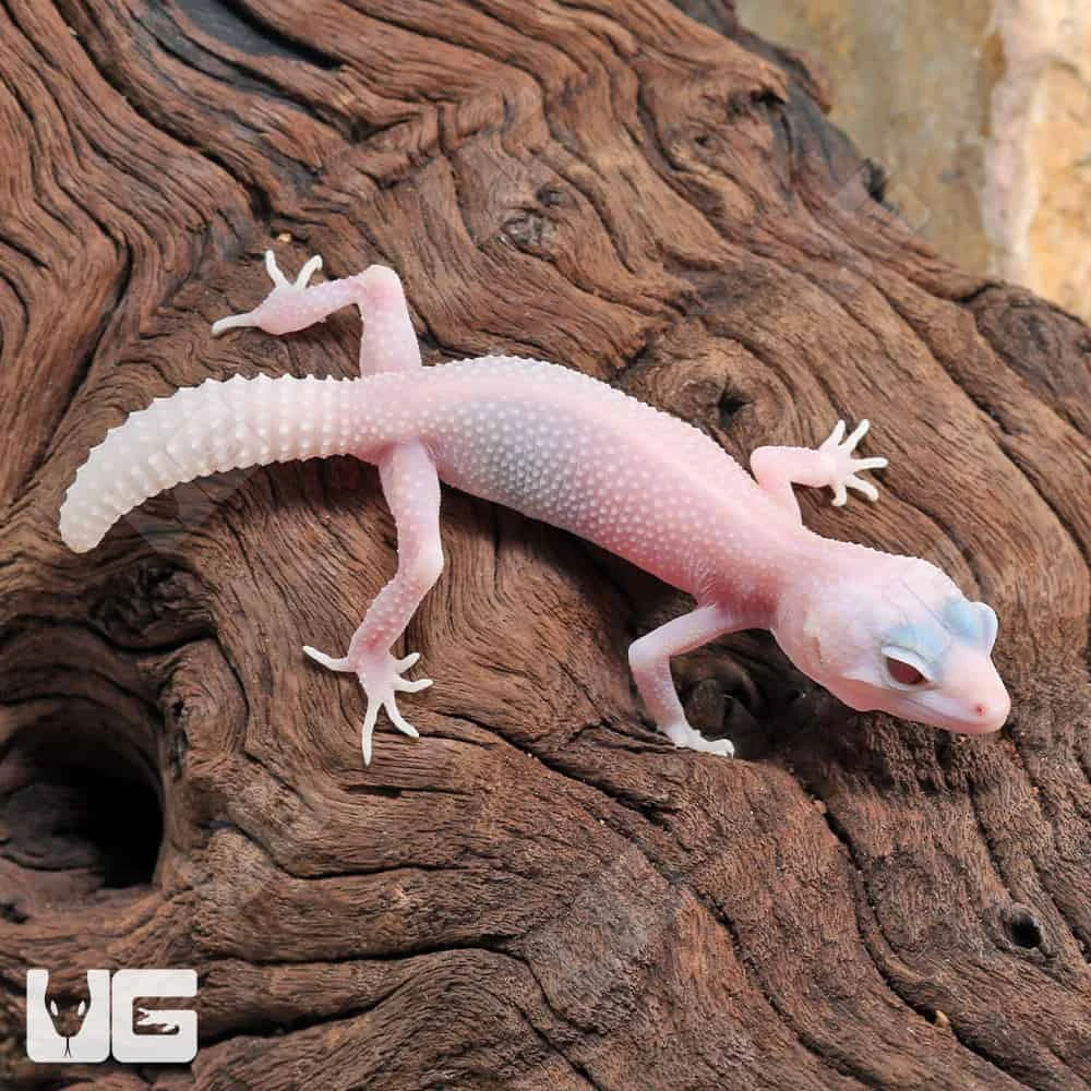 Baby Diablo Blanco Leopard Gecko - Image 4