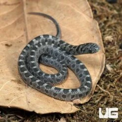 Baby Diamond Back Egg Eating Snake