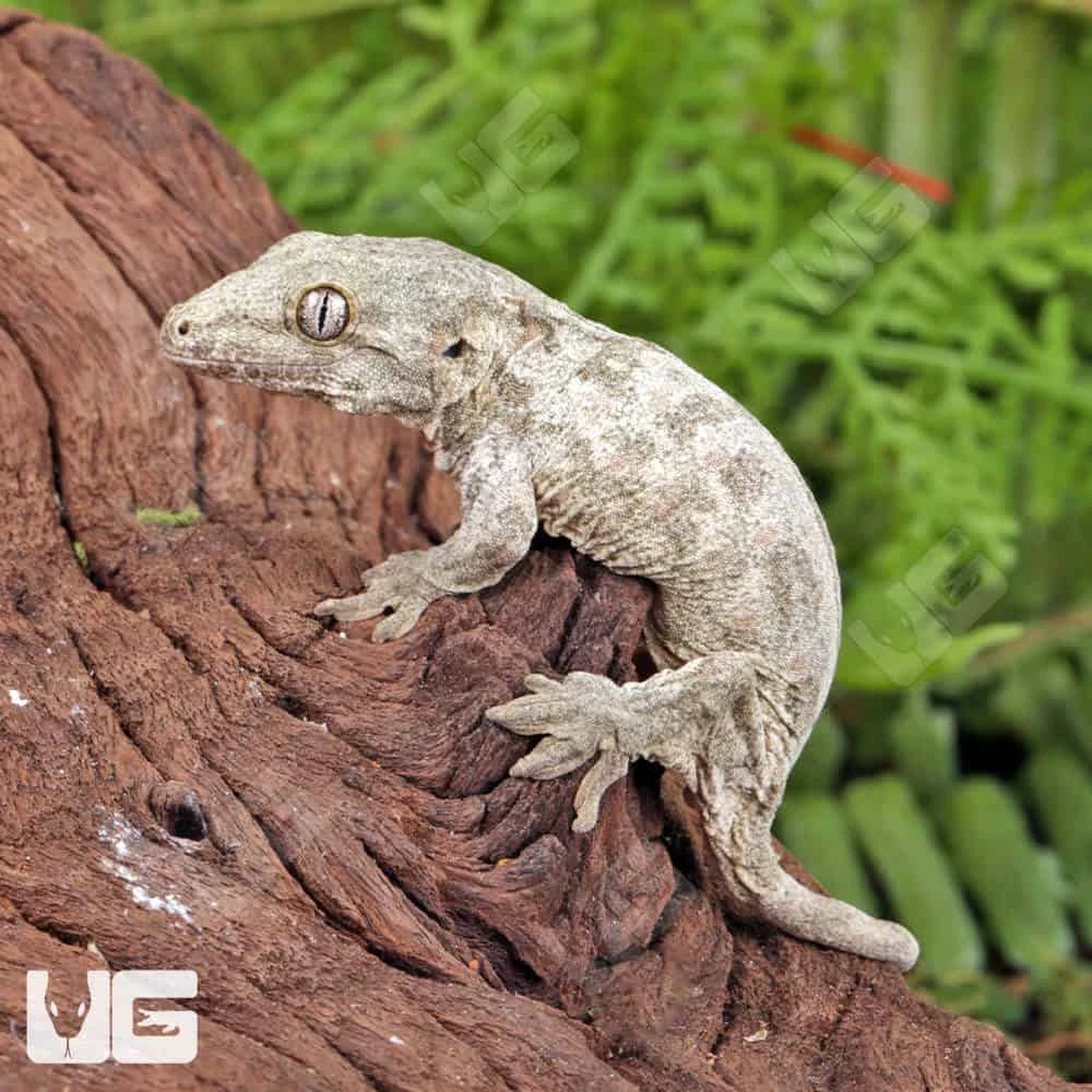 Baby High Pink Dorsal Stripe Leachianus Gecko - Image 3