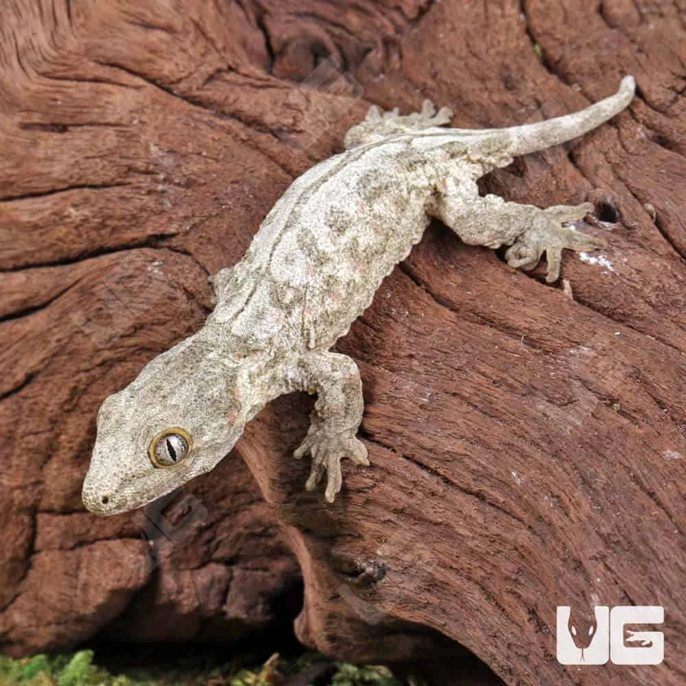 Baby High Pink Dorsal Stripe Leachianus Gecko - Image 2