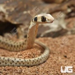 Hatchling Egyptian False Cobra