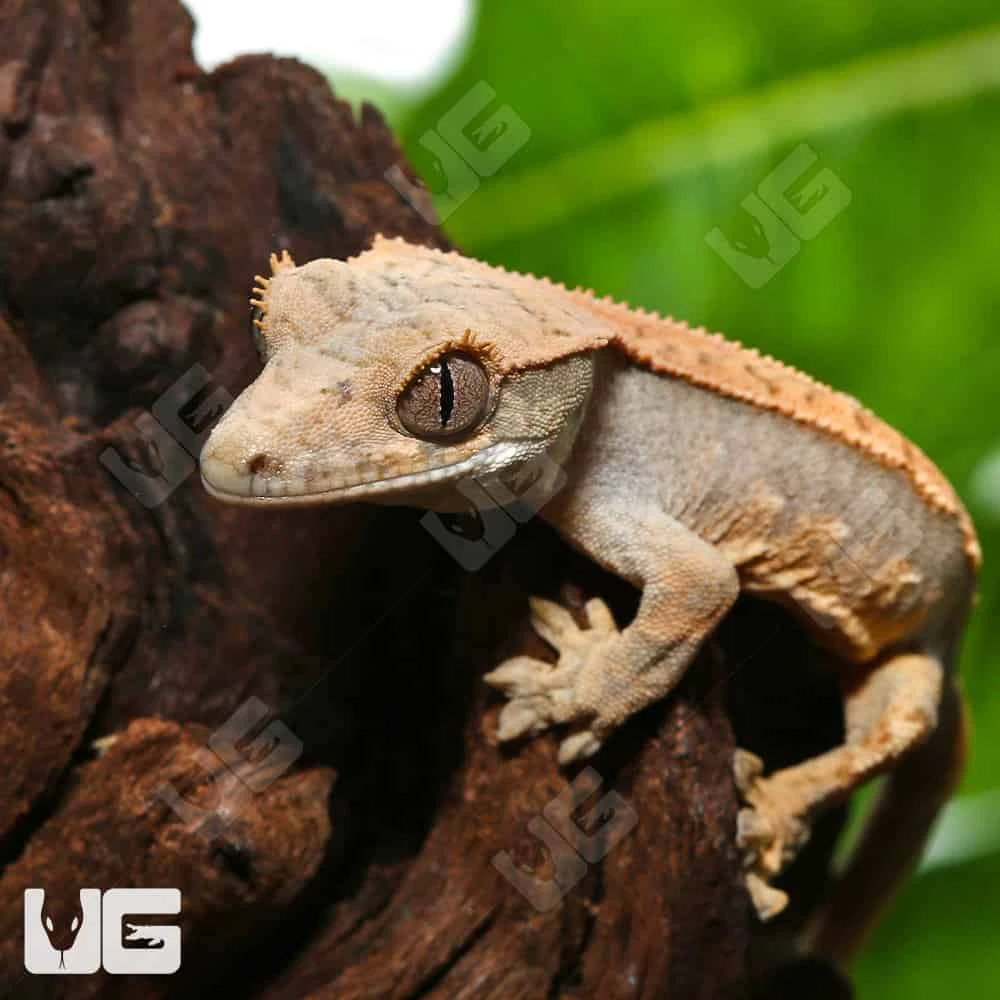 Baby Orange Creamsicle Crested Gecko #14 - Image 2