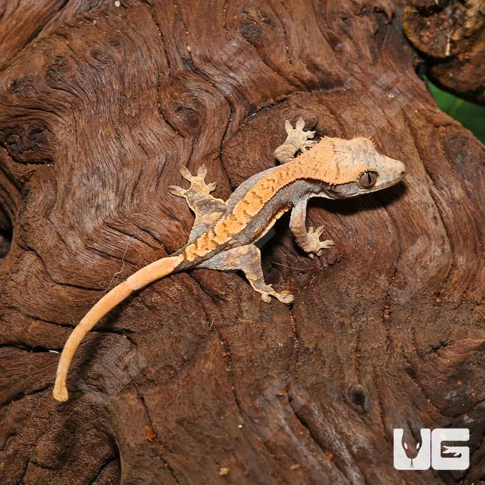 Baby Orange Creamsicle Crested Gecko #14 - Image 3