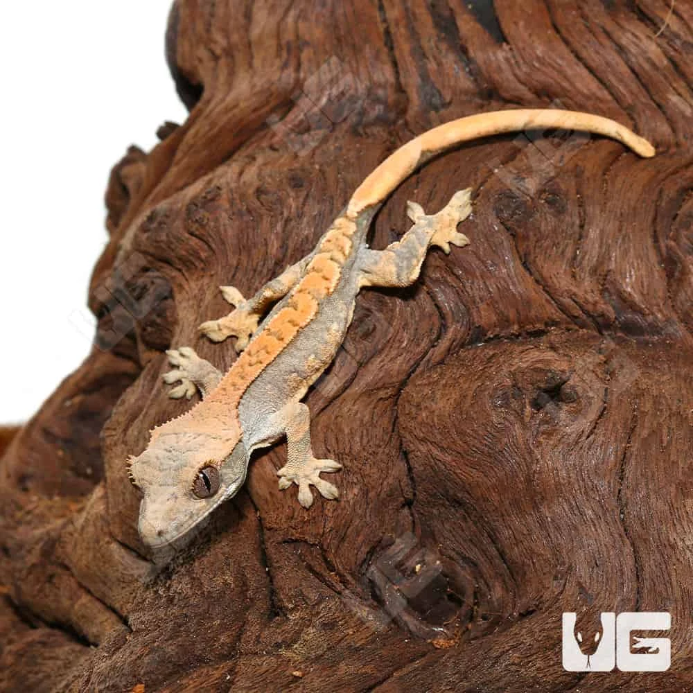 Baby Orange Creamsicle Crested Gecko #14 - Image 4