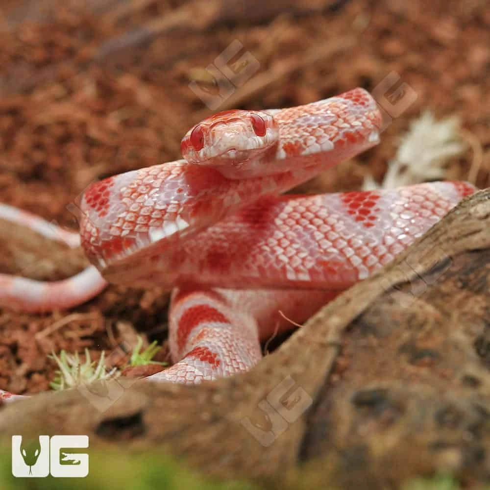 Baby Extreme Reverse Okeetee Cornsnake - Image 3