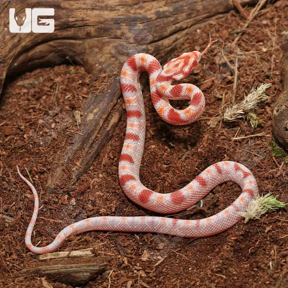 Baby Extreme Reverse Okeetee Cornsnake - Image 2