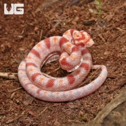 Baby Extreme Reverse Okeetee Cornsnake