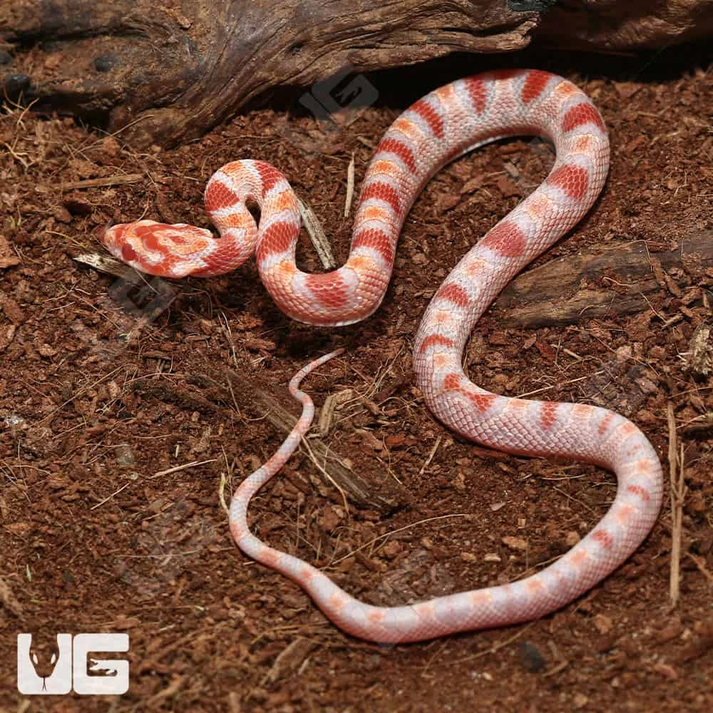 Baby Extreme Reverse Okeetee Cornsnake - Image 4
