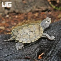 Baby False Map Turtle