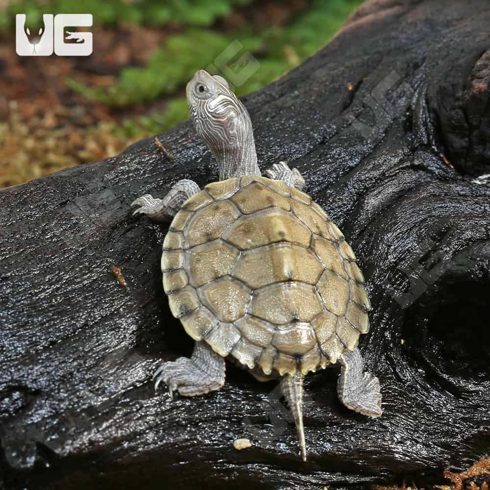 Baby False Map Turtle - Image 3