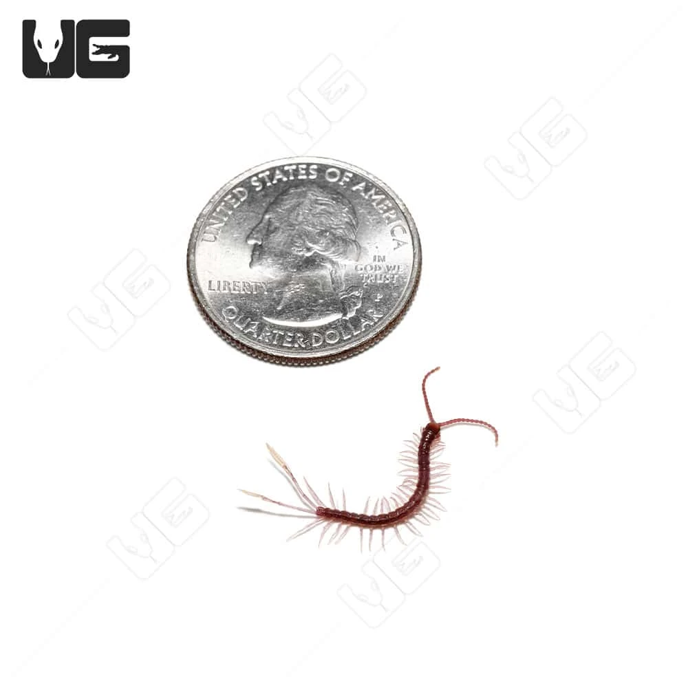 Baby Cameroon Feathertail Centipede - Image 3