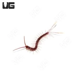 Baby Cameroon Feathertail Centipede