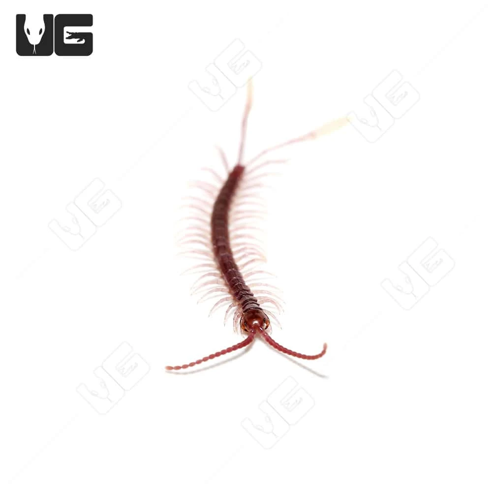 Baby Cameroon Feathertail Centipede - Image 4