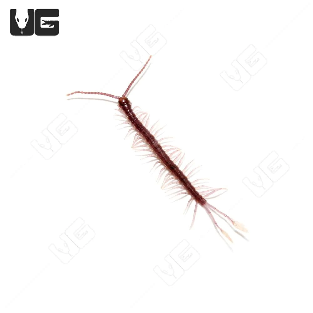 Baby Cameroon Feathertail Centipede - Image 2