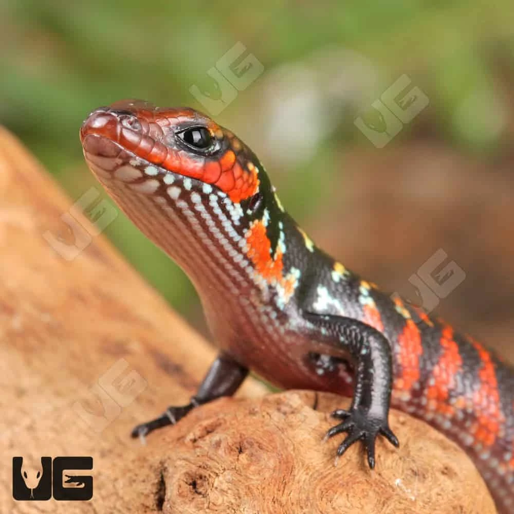 Baby Fire Skink - Image 2