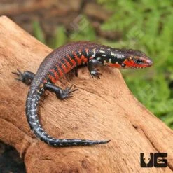 Baby Fire Skink