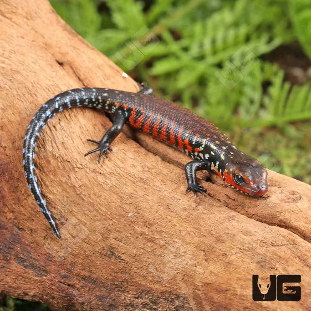 Baby Fire Skink - Image 4