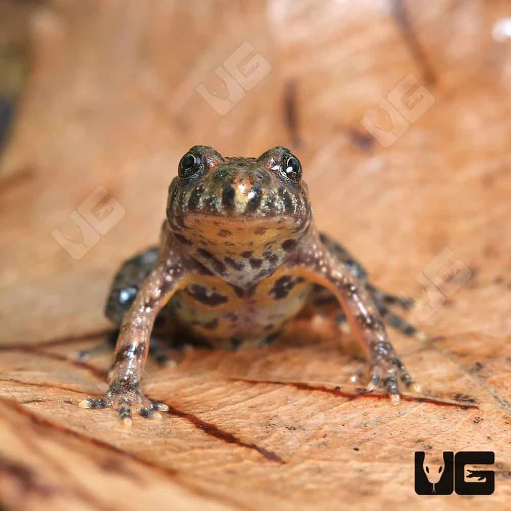 Baby Firebelly Toad - Image 2