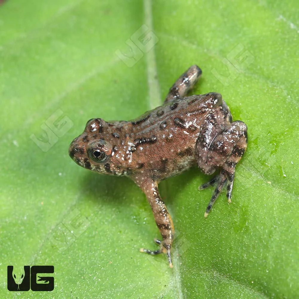 Baby Firebelly Toad - Image 4