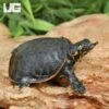 Baby Florida Softshell Turtle